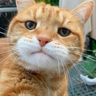 Кото ?